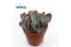 Kalanchoe marmorata leopard 