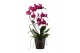 Phalaenopsis paars Duetto Zwaan - 3 tak, 25+ bloem 