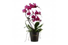 Phalaenopsis paars Duetto Zwaan - 3 tak, 25+ bloem