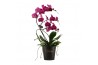 Phalaenopsis paars Duetto Zwaan - 3 tak, 25+ bloem