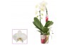 Phalaenopsis anthura madrid Phalaenopsis cascade 1 tak wit (Scenza) 6 