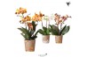 Phalaenopsis mix Kolibri Orchids Jewel mix 3 tak