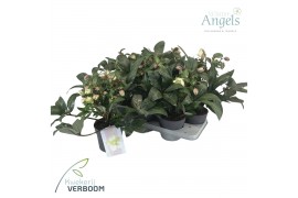 Helleborus x ericsmithii viv valeria