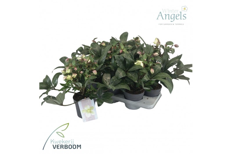 Helleborus x ericsmithii viv valeria 