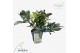 Helleborus x ericsmithii viv valeria 