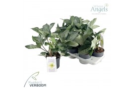 Helleborus frostkiss mollys white Groen