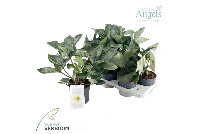 Helleborus frostkiss mollys white Groen 