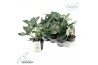 Helleborus frostkiss mollys white Groen