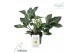 Helleborus frostkiss mollys white Groen 
