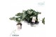 Helleborus frostkiss pennys pink Groen 
