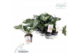 Helleborus frostkiss pennys pink Groen