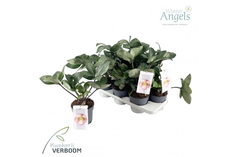 Helleborus frostkiss pennys pink Groen 