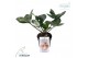 Helleborus frostkiss pennys pink Groen 