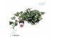 Helleborus frostkiss annas red Groen 