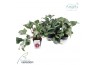 Helleborus frostkiss annas red Groen