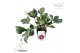 Helleborus frostkiss annas red Groen 