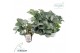 Helleborus frostkiss glendas gloss Groen 