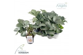 Helleborus frostkiss glendas gloss Groen
