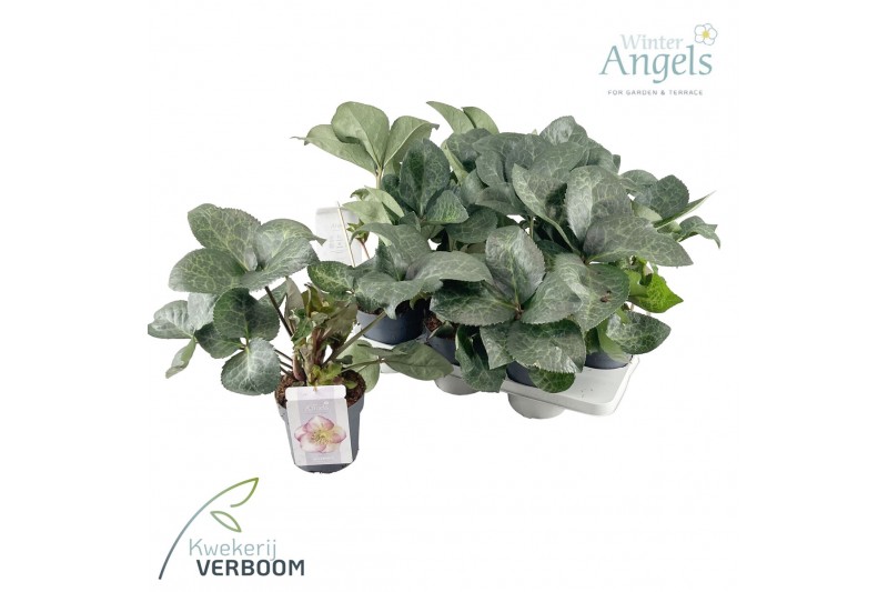 Helleborus frostkiss glendas gloss Groen 