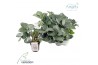 Helleborus frostkiss glendas gloss Groen