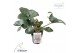 Helleborus frostkiss glendas gloss Groen 