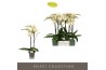Phalaenopsis geel Optistar - Turner - 2 tak