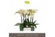 Phalaenopsis geel Optistar - Turner - 2 tak 