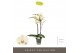 Phalaenopsis geel Optistar - Turner - 2 tak 