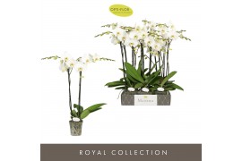 Phalaenopsis wit Maistro Beethoven - 2 tak, 18+ bloem - 70cm