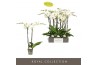 Phalaenopsis wit Maistro Beethoven - 2 tak, 18+ bloem - 70cm