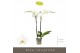 Phalaenopsis wit Maistro Beethoven - 2 tak, 18+ bloem - 70cm 