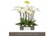 Phalaenopsis wit Maistro Beethoven - 2 tak, 18+ bloem - 70cm 