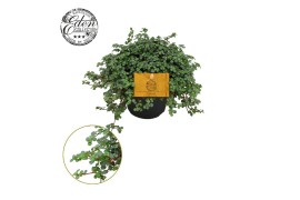 Pilea glaucophylla greyzy