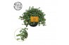 Pilea glaucophylla greyzy