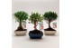 Bonsai mix Ball Traditional 