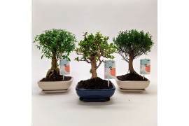 Bonsai mix Ball Traditional