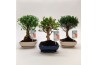 Bonsai mix Ball Traditional