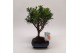 Bonsai mix Ball Traditional 