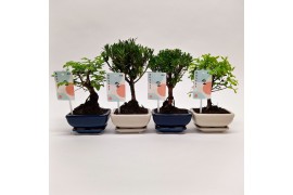 Bonsai mix Traditional