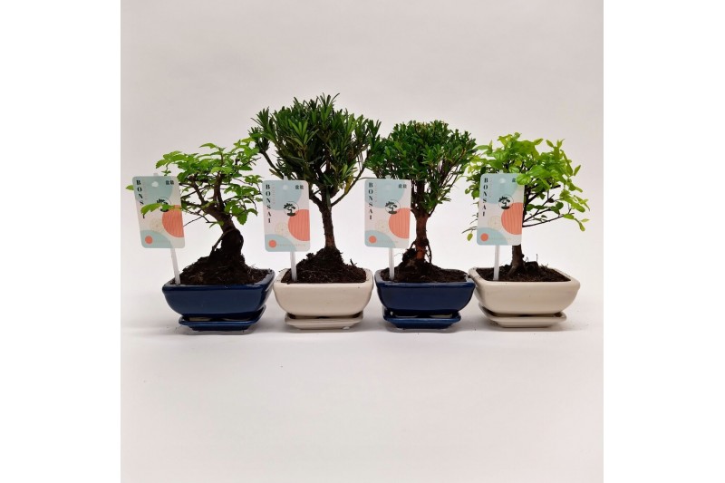 Bonsai mix Traditional 