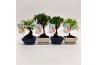 Bonsai mix Traditional
