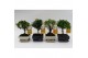 Bonsai mix Traditional 