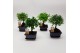 Bonsai mix Traditional 