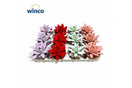 Echeveria agavoides Paint Love mix