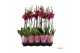 Phalaenopsis rood A2 - 2 tak - 75/80cm 