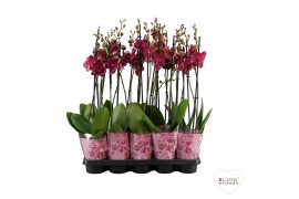 Phalaenopsis rood A2 - 2 tak - 75/80cm