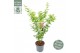Acer palmatum going green 