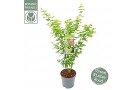 Acer palmatum going green