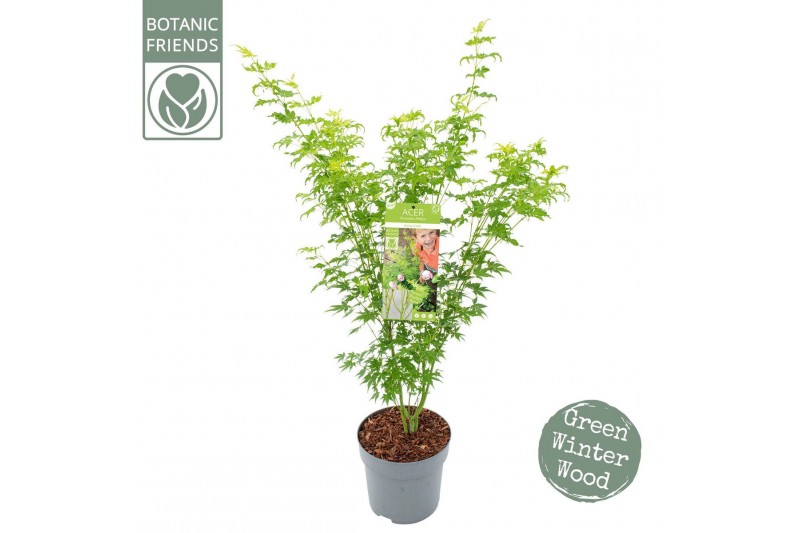 Acer palmatum going green 