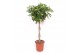 Schefflera arboricola gold capella vlechstam 